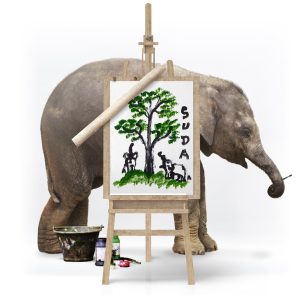 Paintings made by elephants at our elephant park and clinic in Chiang Mai, Thailand.