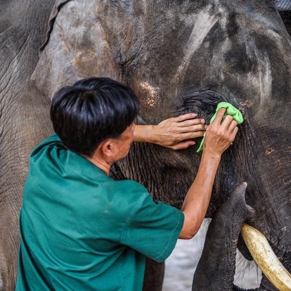 Ethical & Sustainable Elephant Care