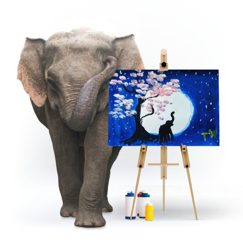 Eye of the Moon | by Elephant Tunwa